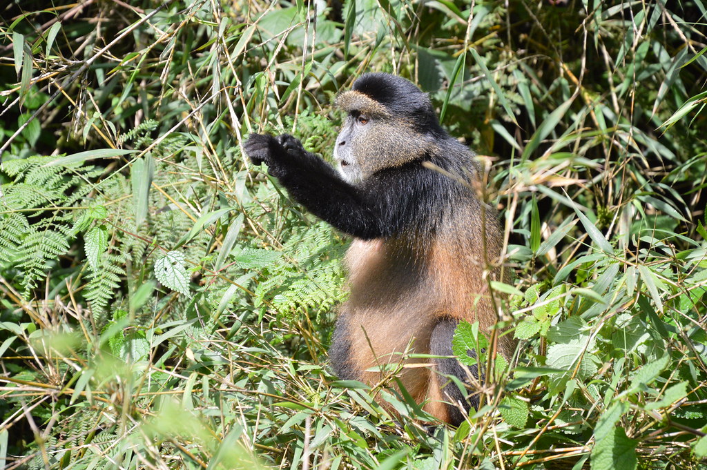  golden monkey trekking in Mgahinga National Park