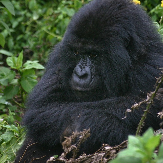 Best Time to go gorilla trekking in Uganda and Rwanda