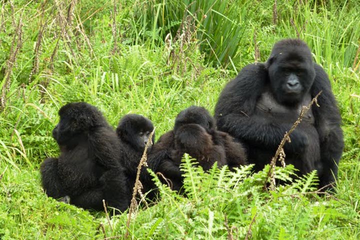 Why You Should Book Gorilla Permits in Advance, travelers intending to participate in gorilla tours are typically advised to remit a fee for advance gorilla permit reservations. This is applicable in all gorilla destinations: Uganda, Rwanda, and the Democratic Republic of Congo. Despite travelers paying this payment, the rationale for advance gorilla permit