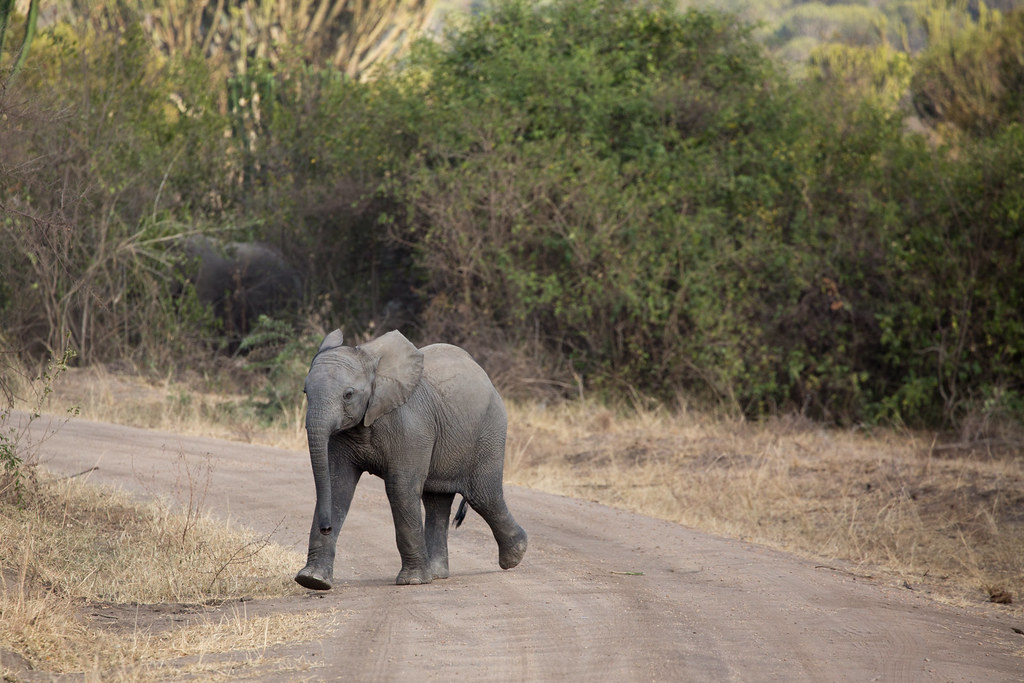 4-Day Murchison Falls National Park Safari