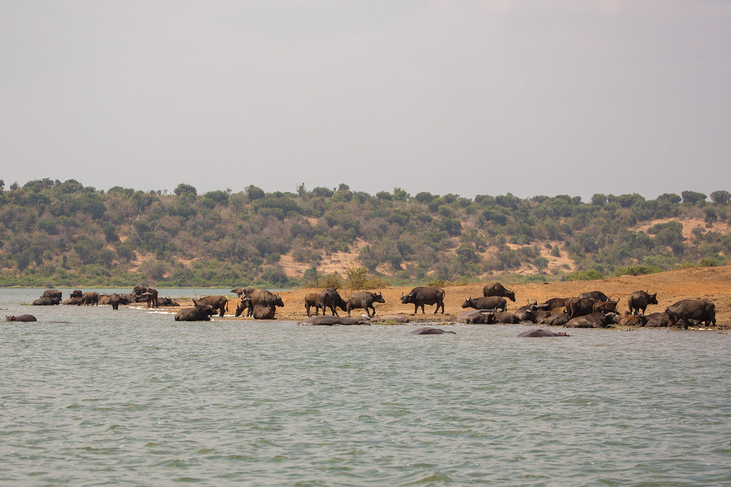 4-day Queen Elizabeth National Park safari