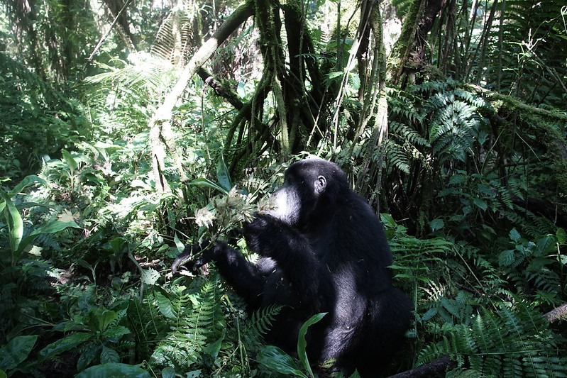 What is the cost of gorilla permit in Rwanda