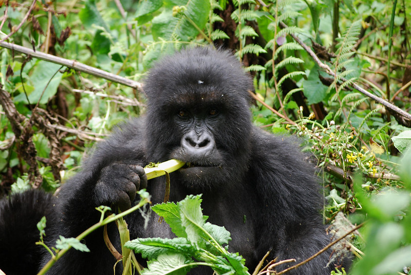 Gorilla Trekking Age Limit