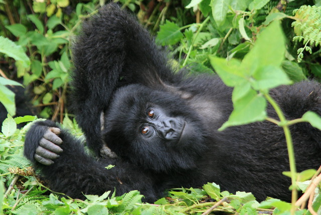 Gorilla Trekking in Rwanda from Arusha