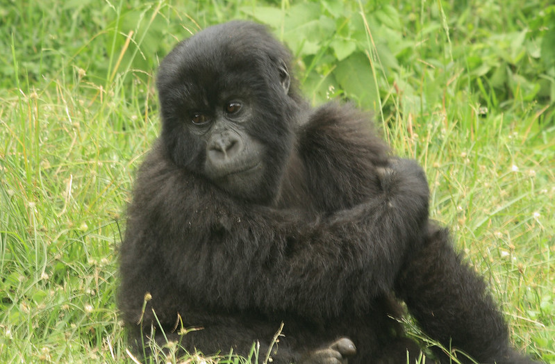 Gorilla Trekking In Volcanoes National Park