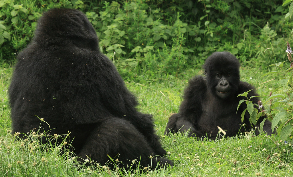 Gorilla Families in Uganda