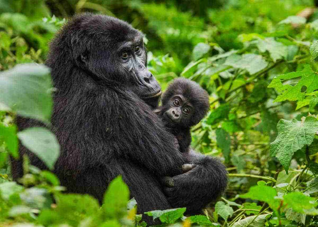 gorilla trekking in Bwindi national park