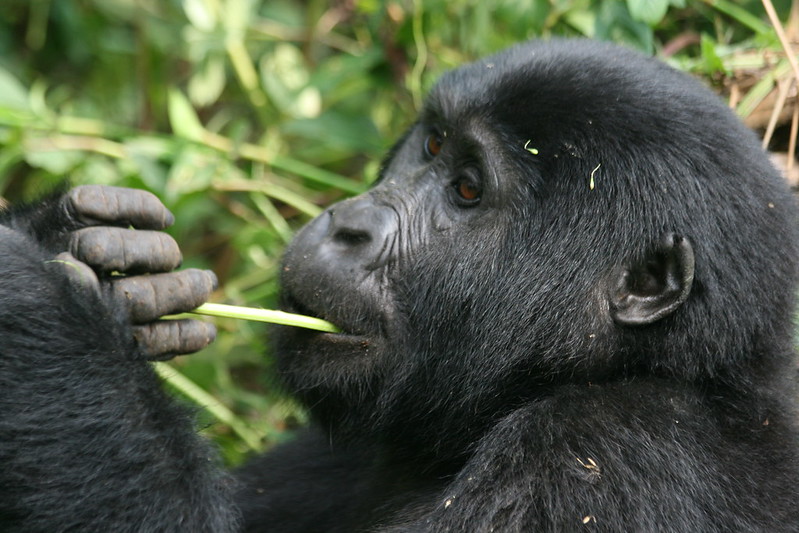 Gorilla Trekking in Rwanda from South Africa