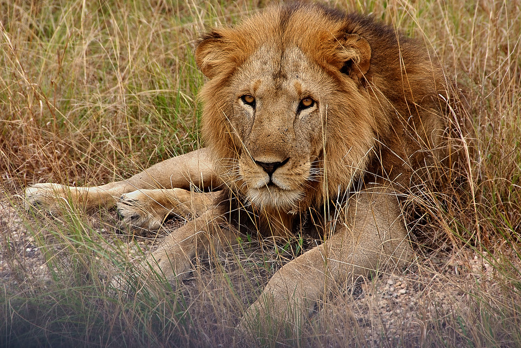 3 days queen Elizabeth National Park wildlife safari