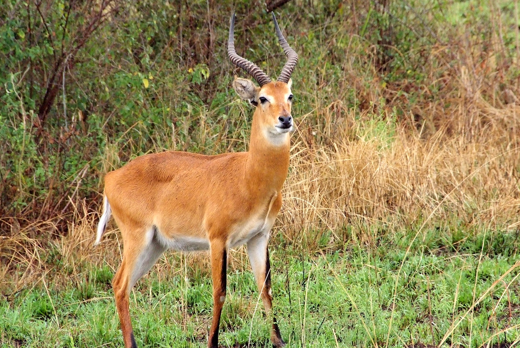 3 days queen Elizabeth National Park wildlife safari