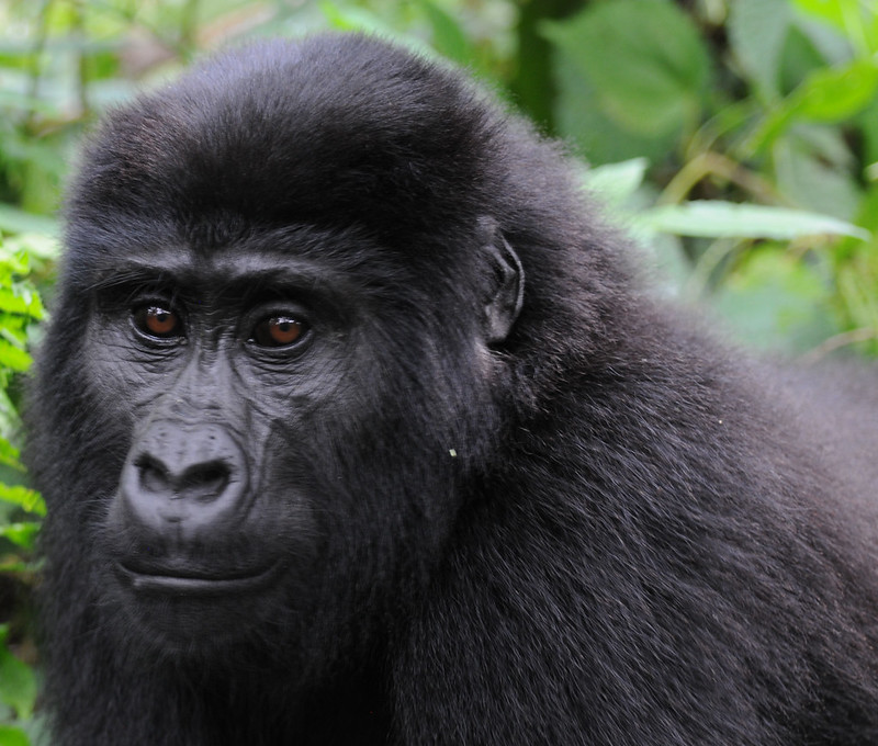 Best gorilla trekking for Elderly