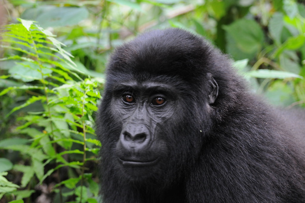 Gorilla Trekking in Rushaga Sector Bwindi