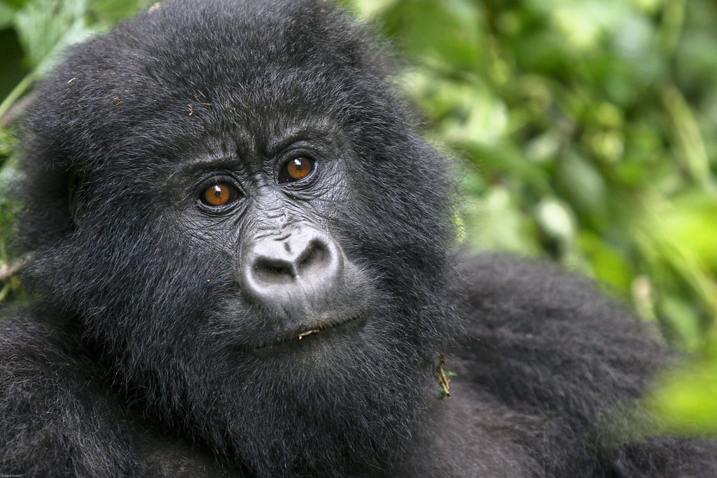 Gorilla families in Buhoma sector