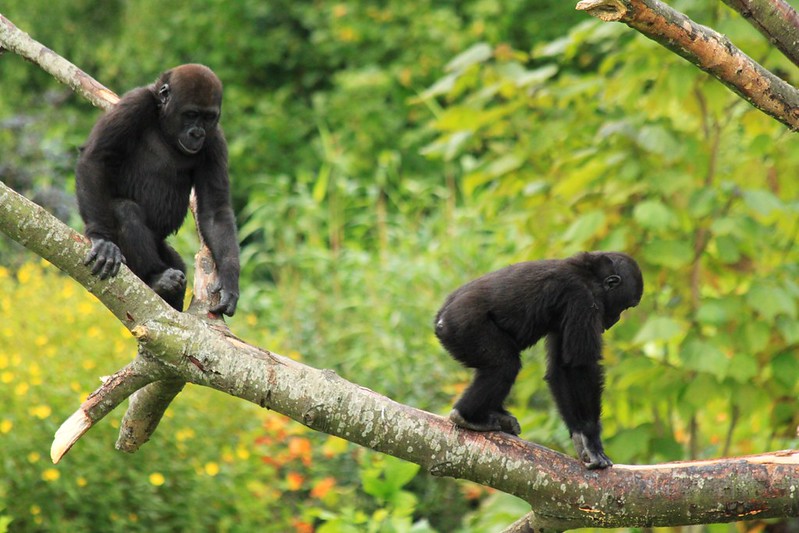 Types of Gorillas