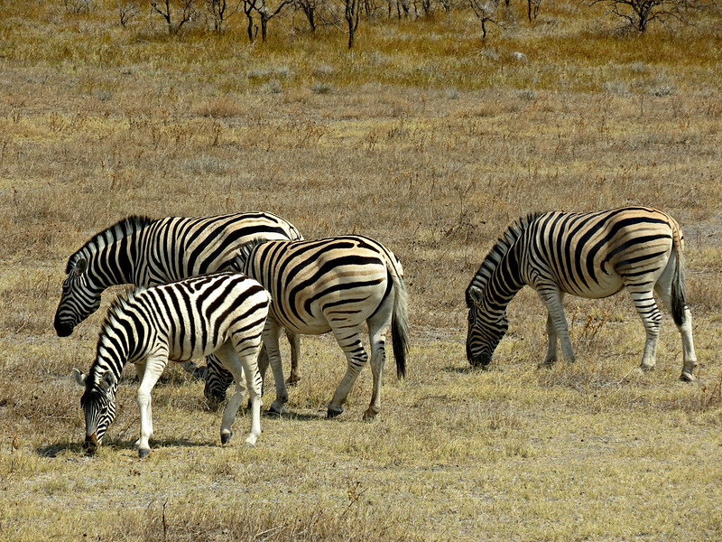 Ethiopia Safaris