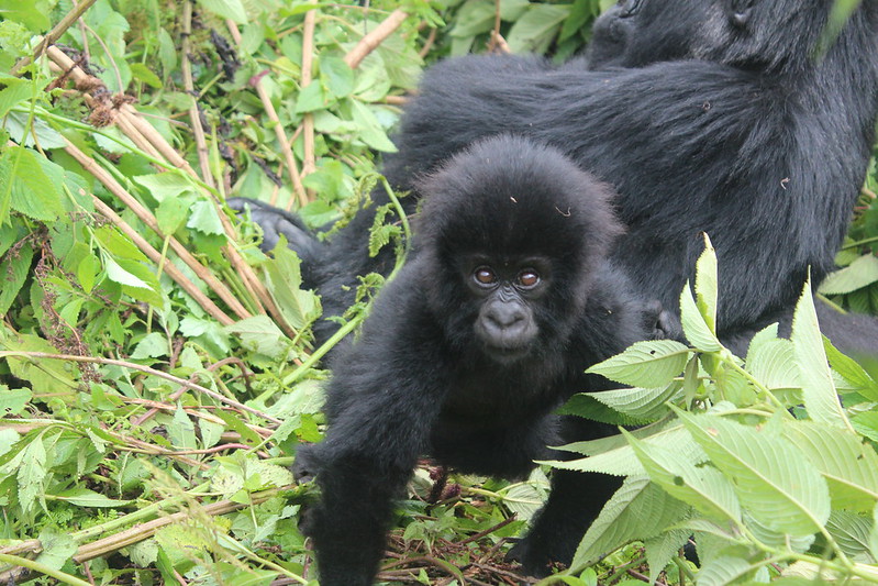 what are baby gorillas called