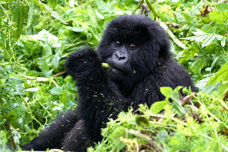 2 Days Gorilla Trekking And Culture In Uganda