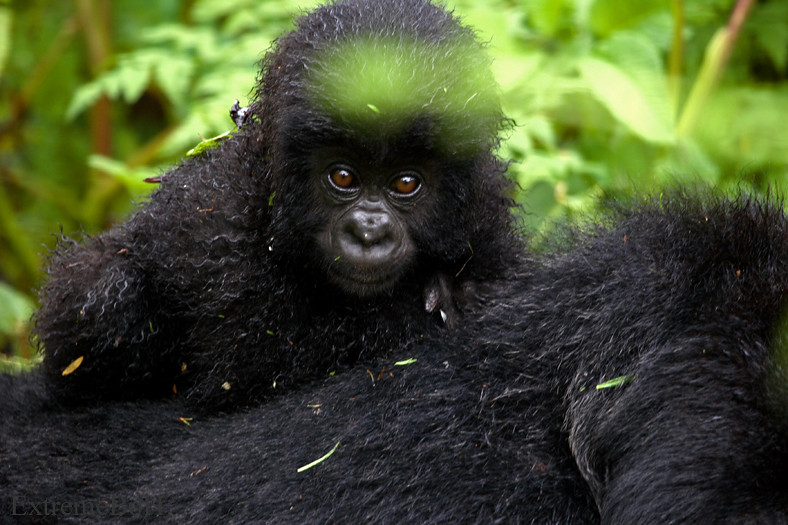 Gorilla Trekking in Rushaga vs Ruhija