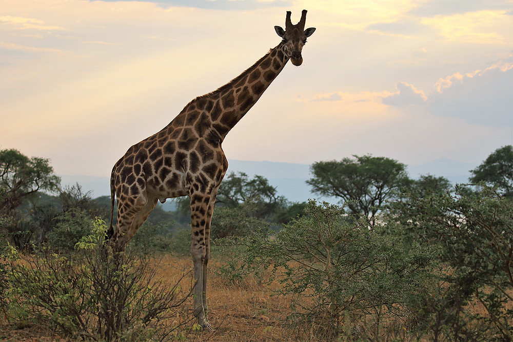 5 Days Murchison Falls National Park Safari