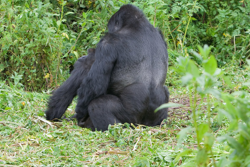 Gorilla Sex