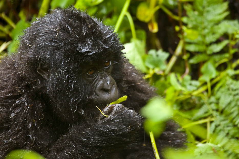 Gorilla Trekking in Rushaga vs Ruhija