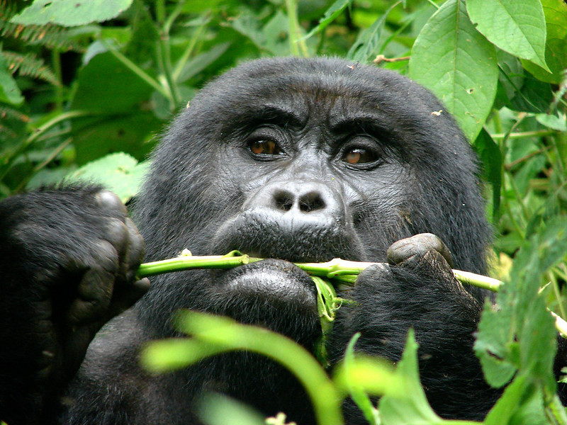 Mountain Gorilla Diet