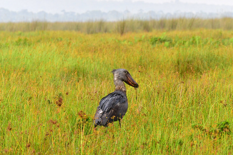 Where to see shoebill storks in Rwanda