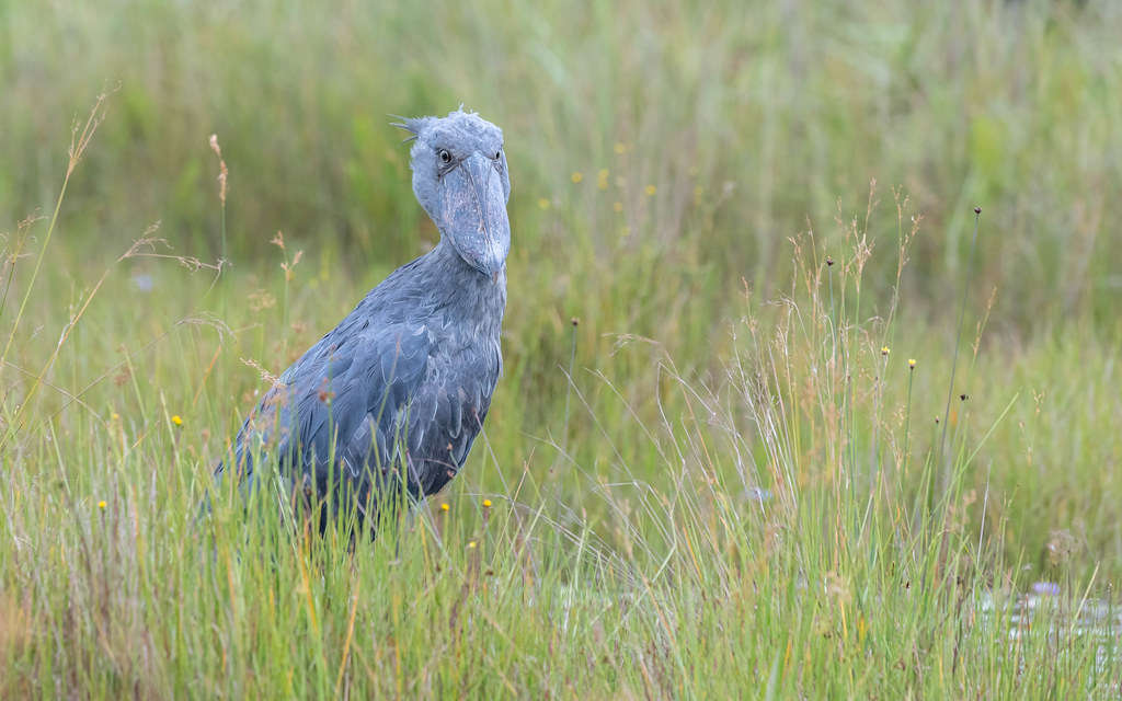 Shoebill stock