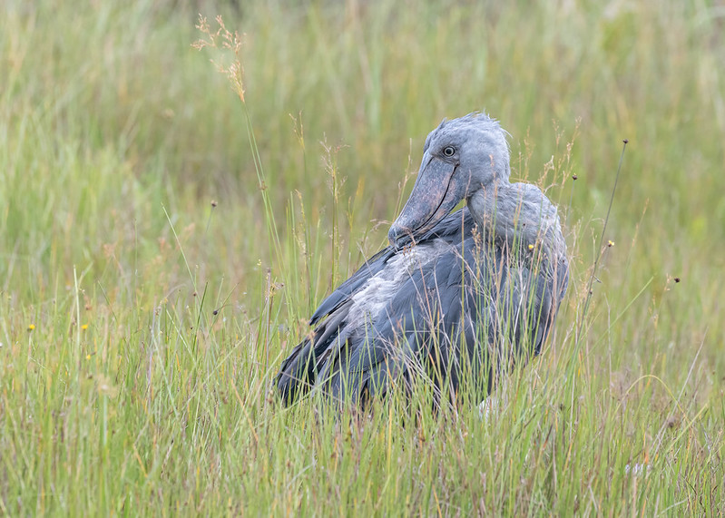 Shoebill Stork