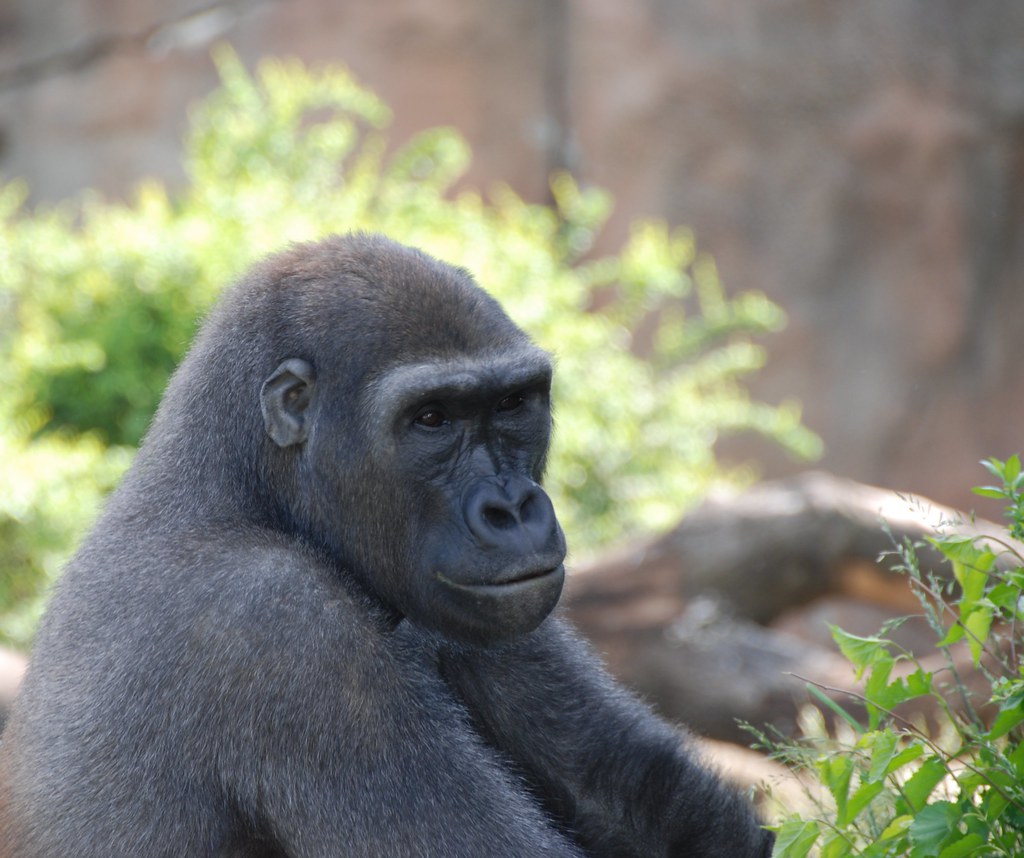 Differences between Eastern Lowland Gorillas and Western