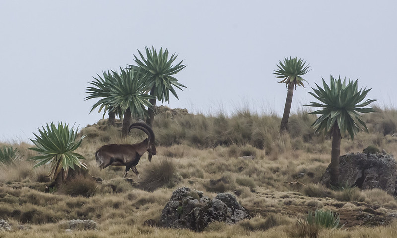 When is the best time to Visit Ethiopia