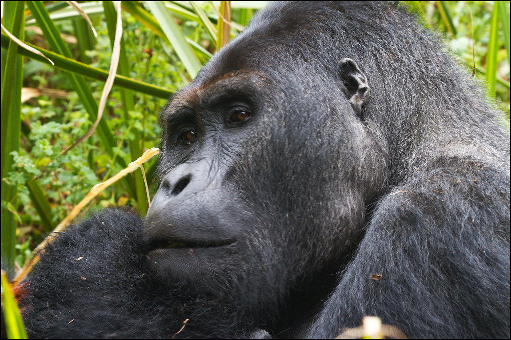 Western Lowland Gorillas