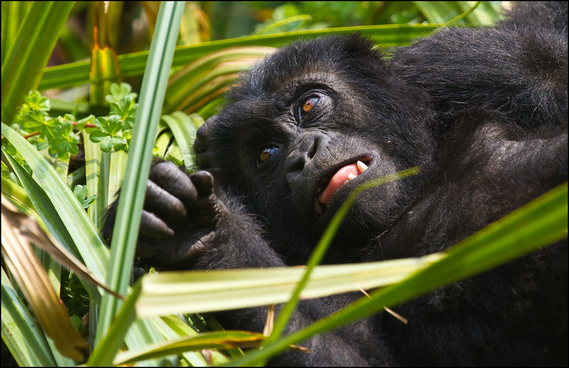 Where to see the Eastern Lowland Gorillas in Africa