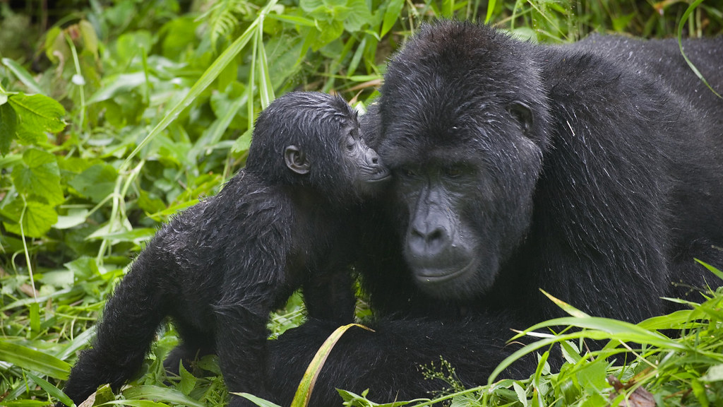 Ngezi nature trail trekking