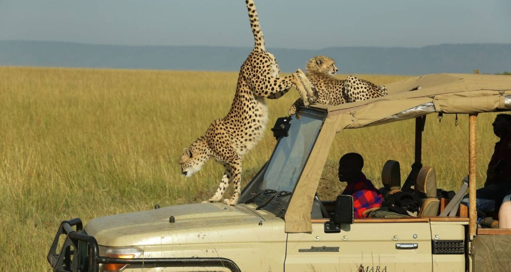 kenya safaris 