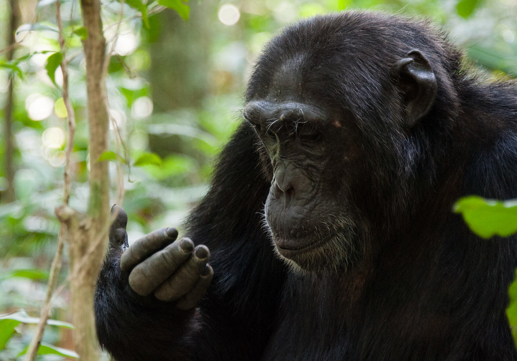 3 Day Chimpanzee Habituation or Trekking in Kibale