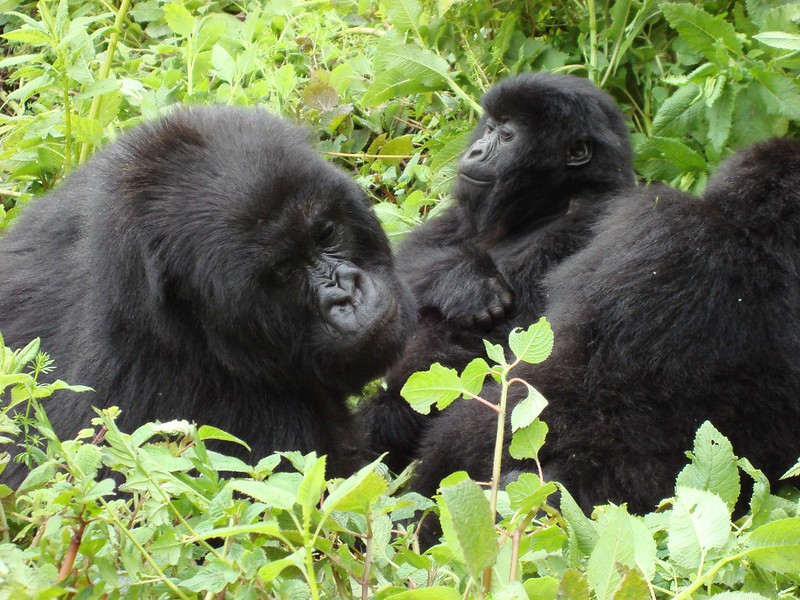 safari in Serengeti and gorilla trekking