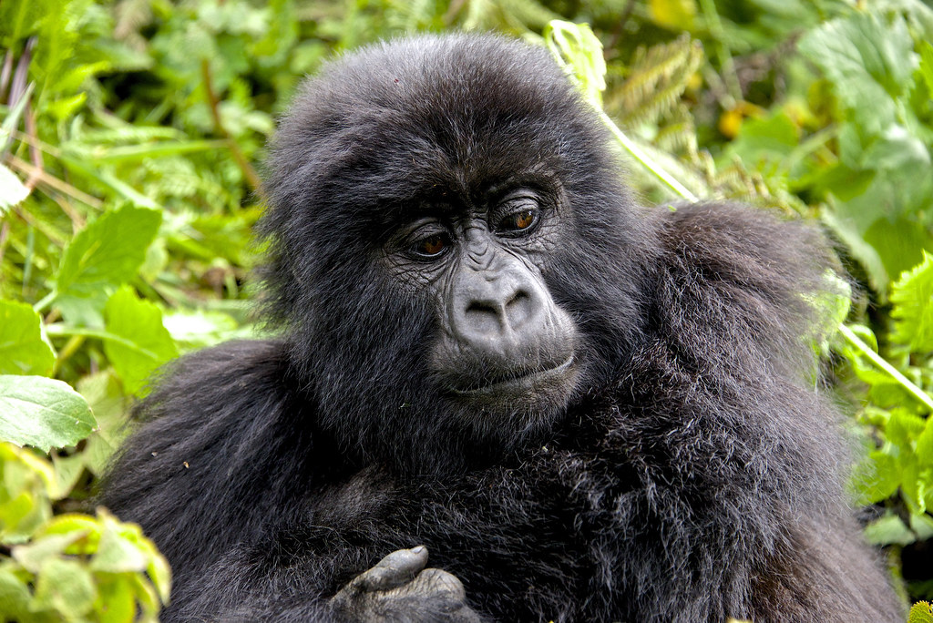 Loango National Park