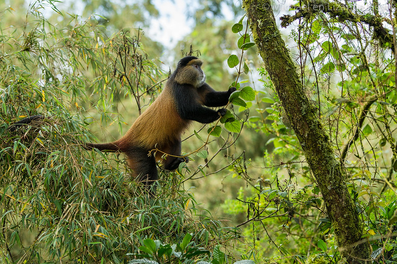 Volcanoes national Park Rwanda