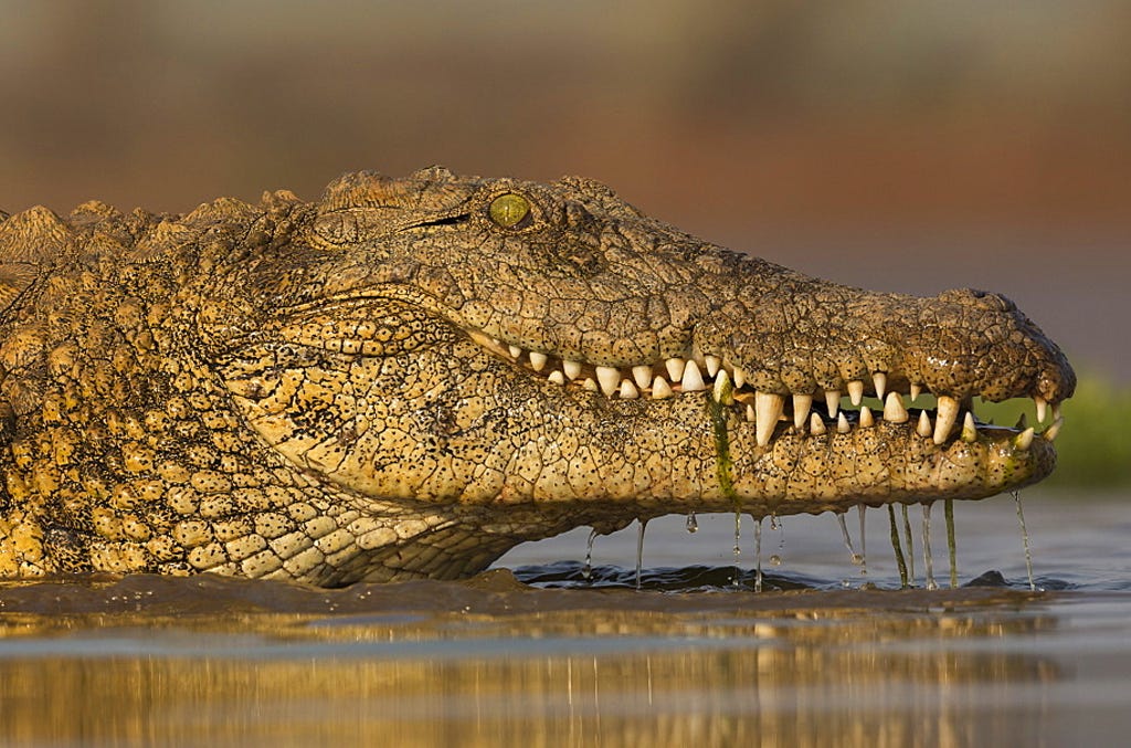 Where to see Crocodiles in Tanzania