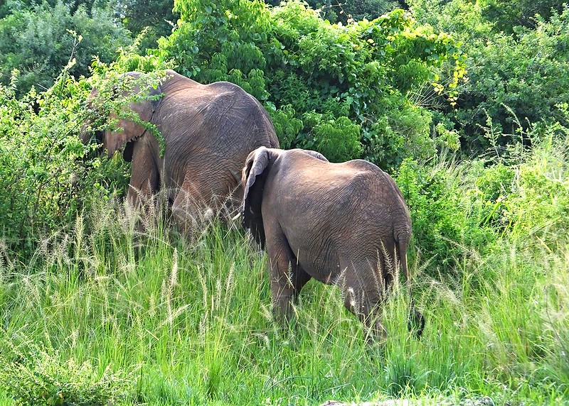 Day Murchison Falls Safari