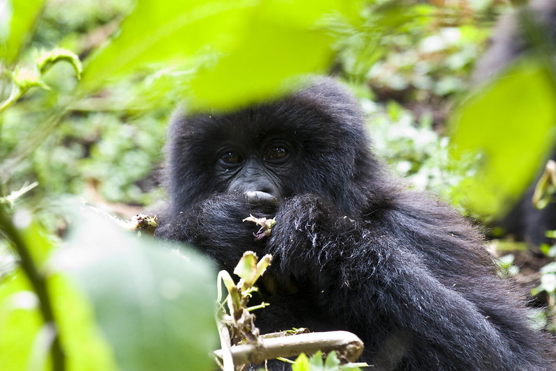 8 days gorilla trekking in Rwanda and wildebeest migration in Serengeti