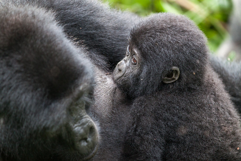 Mountain Gorillas are Ugly But Interestingly Attractive to See