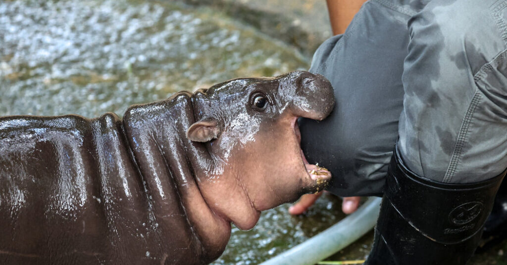 Do hippos eat their young