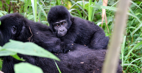 2 Days Uganda Gorilla Expedition from Kigali