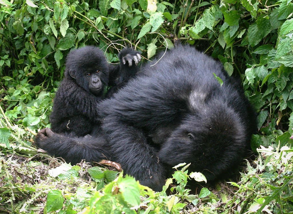 Rwanda gorilla trek cost 2025 -2026