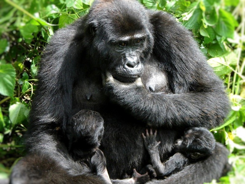 Is there Gorilla Habituation in Rwanda