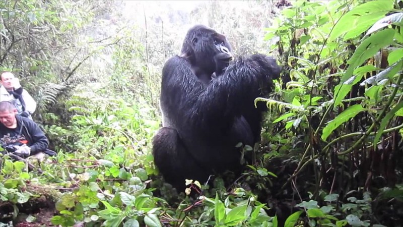 Volcanoes National Park Rwanda weather