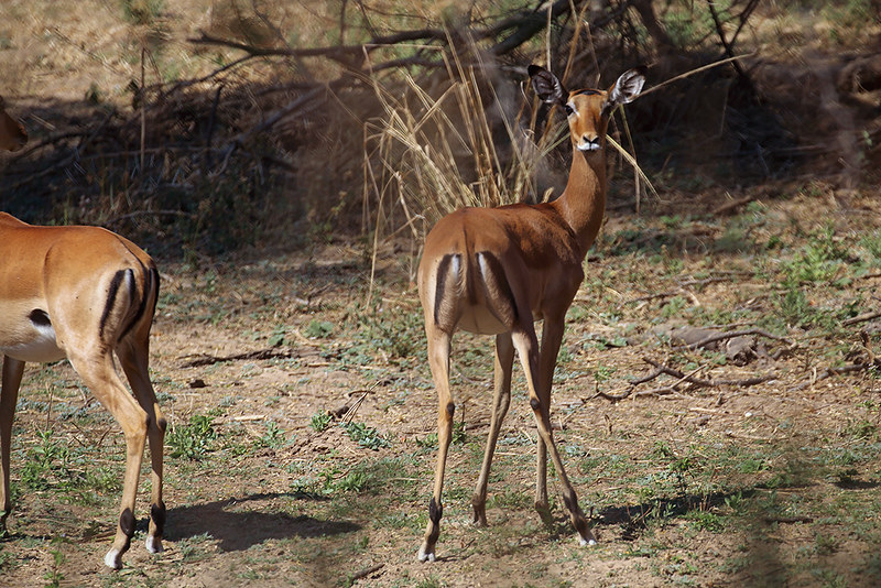 Ruaha National Park