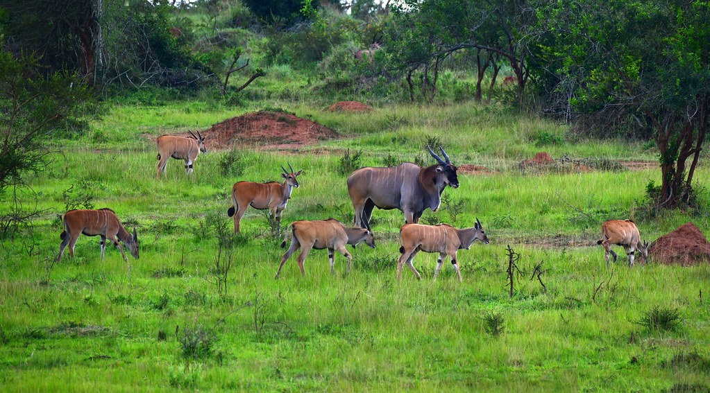 Exclusive 4 days Gorilla trekking and lake Mburo wildlife safari